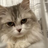 【猫 里親さん募集中】品川区 スコティッシュフォールド（メス）