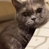 【猫 里親さん募集中】品川区 ブリティッシュショートヘア（オス）