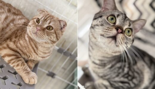 【猫 里親募集中】品川区 ミックス猫（オス）