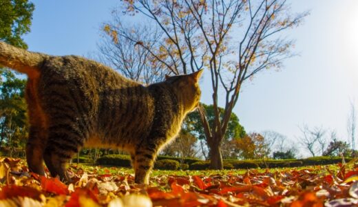 品川区の小さな命を守るために。保護猫活動の「今」と、私たちができること