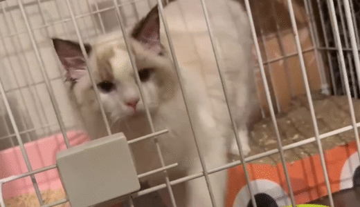 【猫 里親募集中】品川区 ラグドール（オス）